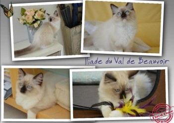 Iliade, le départ - Chatterie Ragdolls du Val de Beauvoir